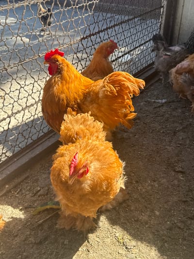 In Fastovetskaya, Russia, a scene unfolds in what appears to be an outdoor enclosure, possibly a coop, with a wire fence in the background. The ground is composed of dirt and gravel, with a patch of sunlit earth on the left and shadow on the right. Several chickens are present, the most prominent being two large, fluffy, orange-colored chickens in the foreground. The chicken on the left is partially obscured, while the one in the center is facing the camera, revealing its red comb and wattles. Behind these, another orange chicken is visible, its head turned away. Further back, several other chickens, including some with gray and black feathers, are gathered near the fence. The overall impression is of a typical farmyard scene, with the chickens going about their day in the sunlight.