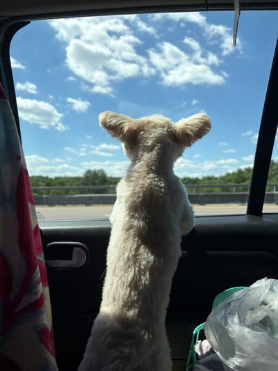 A light-colored dog, likely a Poodle mix, is leaning out of a car window, with its body partially visible. The dog's back and head are covered in fluffy, cream-colored fur. Its ears are floppy and pointed upwards. The dog is looking out at a bright blue sky filled with fluffy white clouds. Outside the car window, a line of green trees is visible against the sky, suggesting a rural or suburban setting. The car appears to be in motion, with a highway guardrail visible in the distance. The sun is shining brightly, casting a warm glow on the dog's fur. A colorful fabric, possibly a blanket or seat cover, is visible in the foreground of the image, adding a touch of warmth and texture. The overall mood of the image is peaceful and adventurous, capturing a moment of a dog enjoying a scenic car ride on a sunny day. The image appears to have been taken in Voronezh, Russia, though no specific landmarks are identifiable. The time of day is likely midday or early afternoon, given the bright sunlight.