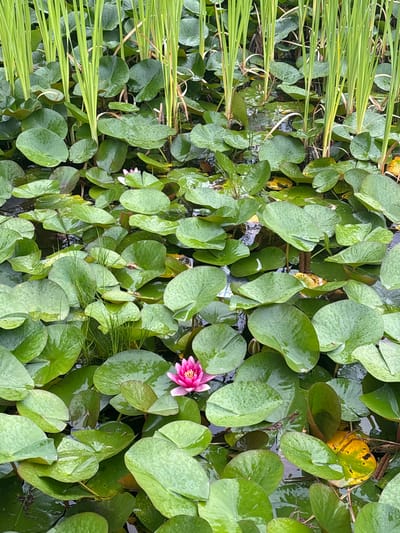 The image displays a detailed view of a water garden or pond, located in Shirakawa, Japan. The surface of the water is predominantly covered by numerous green, round to oval-shaped water lily pads, many of which are adorned with small, clear water droplets. A vibrant pink water lily with a distinct yellow center is fully open and visible in the lower-center-right portion of the frame. Another light pink or white water lily bloom or bud is partially obscured by foliage in the upper-middle section. Several tall, slender green reeds or grasses rise vertically from the water, primarily concentrated in the upper half of the image, with some exhibiting yellowish-brown discoloration near their bases or tips. Dark water is visible in the gaps between the lily pads, and various yellowish-brown, partially submerged leaves or detritus are present, notably in the lower-right and middle-left areas. No human figures or discernible animal life are present in the scene. The overall lighting appears soft and diffuse.