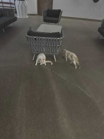 Two cats inhabit a space featuring outdoor furniture. One cat, a pale tan color, walks away from a grey wicker table set. The second cat, mostly white, sits with its back legs spread and its head cocked, appearing to look directly at the viewer. A square table is positioned beside the cat, with a smaller chair to the left. Other chairs and tables are faintly visible near a window to the bottom left. The floor is a mottled grey surface.