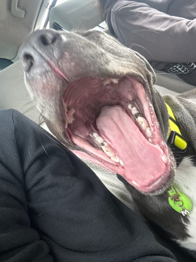 A close-up image shows a dog with its mouth wide open, revealing its tongue and teeth. The dog is gray and white, and is wearing a yellow collar with a green tag. The background shows a person wearing a gray hoodie. The image provides no discernible information about the city of Kichevo, Bulgaria.