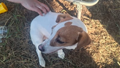 A Jack Russell Terrier dog is being petted by a person in an outdoor, grassy area with dry leaves and pine needles. The dog is predominantly white with brown markings on its head and ears. The person's hand is visible on the dog's back, and they are wearing a ring. A yellow cup and a clear glass are on the ground nearby. A metal chair frame is also visible in the background. The scene appears to be in a rural setting, potentially in the vicinity of Навасвержанскі сельскі Савет, Belarus, suggested by the dry, natural ground cover and the presence of outdoor furniture. The lighting indicates it is daytime, with some dappled sunlight.