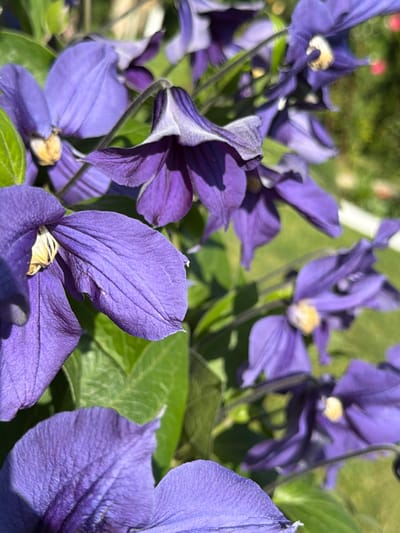 The image depicts a close-up of several purple clematis flowers in full bloom, with green leaves providing a backdrop. The petals show a textured surface with visible veins, and the flowers have a yellow center. The overall setting appears to be outdoors, possibly a garden or park. The image does not contain any information to associate it with the city of Bratia Kunchevi, Bulgaria, or any specific location. There are no people, actions, or interactions visible in the image.