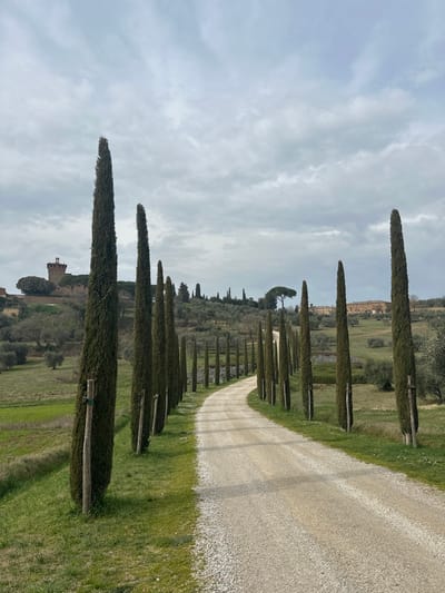 This image depicts a rural landscape near Pienza, Italy, specifically showing the avenue leading to Castello di Cosona. The scene is dominated by a light gray gravel road that curves gently to the right as it recedes into the distance. This road is flanked on both sides by a dense, symmetrical alignment of tall, slender cypress trees, many of which are young and supported by wooden stakes with green bindings.

To the far left, on a verdant hill, stands the Castello di Cosona, a historic stone structure featuring a prominent square tower with battlements and a reddish-brown tiled roof. Surrounding the castle are scattered trees and shrubs.

The landscape beyond the road consists of rolling hills covered in varying shades of green vegetation, including olive groves and fields. In the mid-ground, towards the right side of the road, a distinct umbrella pine tree is visible, and further back, another large, multi-story building with a light-colored facade and reddish-brown roof tiles is situated on a distant rise.

The sky above is uniformly overcast with light gray clouds, indicating a diffused light environment. No people, animals, or vehicles are present in the image.