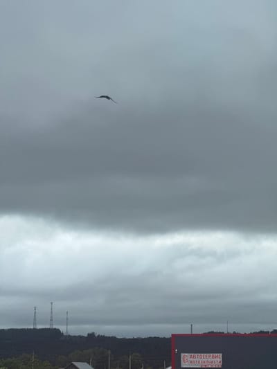 The image shows a bird in flight against a cloudy sky. In the distance, there are communication towers on a wooded hill. Below the hill, there is a building with a sign that reads "АВТОСЕРВИС АВТОЗАПЧАСТИ", which translates to "Car Service Auto Parts". The address on the sign reads "г. Алапаевск, ул. Космонавтов, 9. ТЕЛ.: 8-904-310-22-23". This indicates the location is likely in Alapaevsk, Russia, not Alnashi. The scene appears to be a rural or semi-rural area. The lighting is dim, consistent with an overcast day.