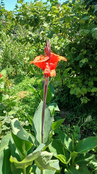 A bright red canna lily flower is in full bloom in a garden, with its petals unfurled and its stem rising from large, paddle-shaped green leaves. The flower is positioned in the foreground, slightly off-center to the left. Behind the canna lily, lush green foliage creates a dense background, with various trees and bushes filling the space. Sunlight filters through the leaves, casting dappled shadows on the ground. The sky is visible at the top of the image, a clear, pale blue. The scene appears to be a natural, outdoor setting within a residential garden, potentially in Yalama, Azerbaijan, given the surrounding vegetation which could be typical of the region's flora. There are no people or animals visible in the frame.