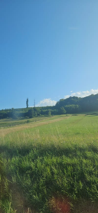 The image captures a wide, sunlit expanse of green rolling hills under a clear blue sky. In the foreground, tall, dry grass sways gently, casting shadows on the ground. A low fence line stretches across the middle ground, separating it from a slightly more manicured, shorter-grass field beyond. In the background, a dense line of trees crowns the hills, their foliage a deep green. Two bare, slender trees stand out against the skyline on the left side of the image, one appearing taller and more robust than the other. Faint, wispy clouds are scattered across the upper portion of the sky, particularly towards the horizon. The scene is serene and natural, suggesting an outdoor rural environment. The location is identified as Giraltovce, Slovakia.