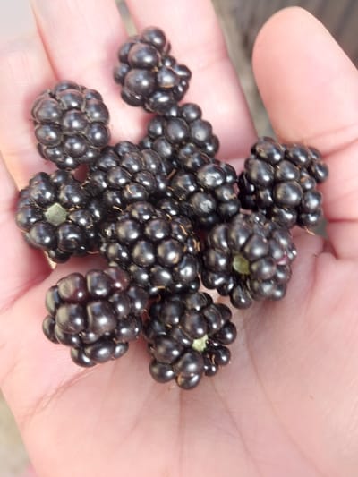 A close-up shot captures a person's open hand, palm facing upwards, cradling a collection of ripe blackberries. The berries are deep purple-black and appear plump and glossy, with visible drupelets. Some of the berries have small green calyxes attached. The background is blurred, suggesting an outdoor setting, possibly within the Rohati Community of villages in Tajikistan, given the context. The lighting highlights the texture and sheen of the fruit.