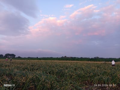 In the city of Sokuluk, Kyrgyzstan, an agricultural field is depicted at dawn on June 24, 2026, at 5:30 AM. The sky is a blend of soft blues and pinks, with scattered clouds illuminated by the rising sun. The foreground is dominated by a dense crop of green plants, likely garlic, with some stalks showing signs of drying. In the middle ground, two individuals are visible on the left side of the frame, appearing to be working in the field. Further to the right, another person, dressed in white and dark clothing, is also present in the field. The background consists of a line of trees and distant fields, suggesting a rural or agricultural setting. The "REDMI 13" watermark is present in the lower left corner, and the date and time stamp are visible in the lower right corner.