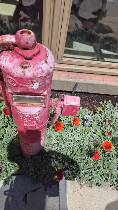 A weathered, red fire hydrant stands prominently in the foreground, its paint chipped and showing signs of rust. It is situated amidst a bed of low-lying, silvery-green foliage with scattered bright orange and red daisy-like flowers. To the left and rear of the fire hydrant, a section of a building with a cream-colored wall and a tan window frame is visible. The window reflects the environment outside, including the shadowy image of a person wearing white socks and dark shoes, casting a long shadow. The ground around the hydrant appears to be a mixture of dirt, gravel, and a grey concrete slab. The overall scene suggests an outdoor urban or suburban setting, likely during daylight hours. The specific location in Monterey, United States of America cannot be determined from the visual information provided.