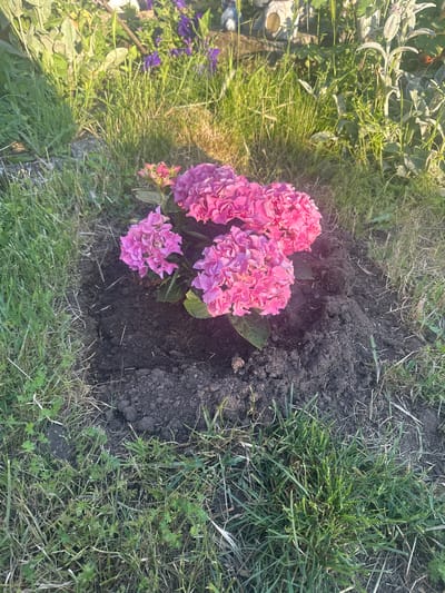 This image depicts a recently planted pink Hydrangea macrophylla within a garden environment in Bryastovets, Bulgaria.

The central subject is a vibrant pink Hydrangea plant, exhibiting multiple clusters of densely packed, small-petaled flowers. The flower clusters are predominantly a rich pink hue with some lighter magenta and violet variations. The plant is situated in a freshly disturbed, circular mound of dark brown, loamy soil, indicative of recent transplantation. Its leaves are broad, serrated, and dark green.

The foreground consists of unkempt grass, a mix of verdant green blades, dried straw-colored patches, and various herbaceous weeds including small-leafed groundcover.
The background features diverse garden foliage. To the left, dense green vegetation includes taller grasses and broad-leafed plants, some with a visible pale, possibly downy texture. To the right, additional garden plants are present, including those with slender stalks and small, intensely purple flowers. Further in the distant background, indistinct objects, possibly garden ornaments or structures, are faintly visible, including a light-colored object with a discernible circular aperture.

The scene is illuminated by natural sunlight, suggesting either early morning or late afternoon conditions due to the soft light quality and a subtle lens flare or sun haze observed on the right side of the hydrangea. No human or animal subjects are present in the frame. The primary visible action is the completed process of planting the hydrangea, as evidenced by the disturbed soil.