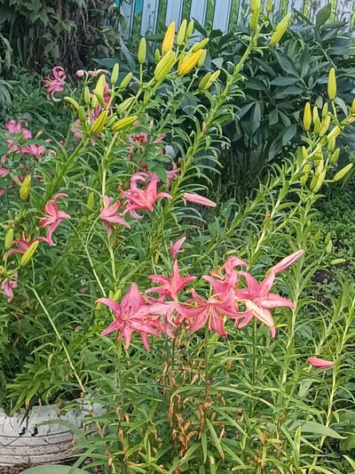 The image depicts a dense cluster of pink lilies in various stages of bloom, interspersed with numerous yellow lily buds. The plants are lush and green, with long, slender leaves and sturdy stems. In the background, out-of-focus dark green foliage creates a natural backdrop, and a pale blue and white fence is partially visible. The scene appears to be an outdoor garden setting, likely in Усть-Тунтор, Russia, given the context of the prompt. Some of the lily flowers exhibit a delicate, star-like shape with recurved petals. The overall impression is one of vibrant floral growth in a domestic or communal green space.