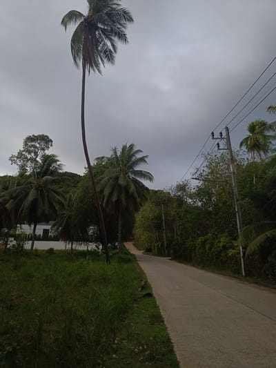 The image shows a paved road in Baan Nai Wok, Thailand. The road curves slightly uphill. On the left is a grassy area, followed by coconut palm trees and other foliage. A white building with a dark door is partially visible behind the trees. On the right, the road is bordered by dense vegetation and electrical poles with power lines. The sky is overcast with gray clouds.