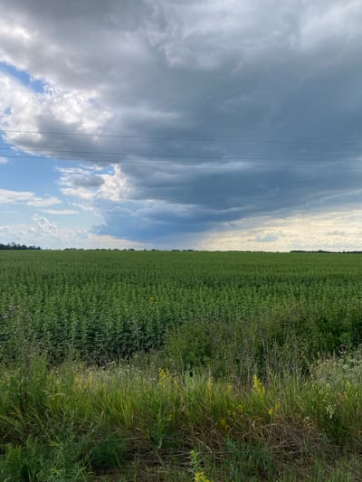This is a medium shot, eye-level, outdoor photograph taken on a cloudy day in the village of Skorykivka, Ukraine. The scene depicts a vast, flat field of green crops stretching to the horizon. The crops appear to be young sunflowers, with many small yellow flowers visible interspersed throughout the field. In the foreground, there is a strip of wild vegetation, including tall grasses and some flowering plants. Above the field, a dramatic sky is filled with dark, heavy clouds, with patches of blue sky visible in the distance. Two parallel power lines stretch horizontally across the upper portion of the frame. There are no people or animals visible in the image. The overall impression is one of agricultural expanse under a brooding sky.