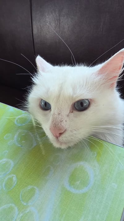 A close-up, vertical shot shows the face of a white cat with striking blue eyes, peeking over the edge of a green and white patterned surface, possibly a book or a box. The cat's fur is fluffy, and its ears are perked. Its nose is pink, and its whiskers are prominent. The background is a dark, possibly leather surface, out of focus. The image does not provide any information about a location in the city of Старошареево, Russia.