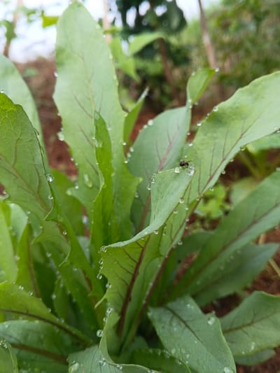 Lush green leaves with red veins glisten with dewdrops along their edges. A tiny fly rests on one of the leaves. The foliage clusters together, forming a dense mass with varying shades of green. Reddish-brown soil is visible in the background, hinting at a garden or cultivated area. A blurry, out-of-focus background suggests other plants and foliage further away.