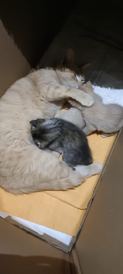 The image depicts a heartwarming scene of a mother cat with her newborn kittens, nestled in a makeshift bed within a cardboard box. The setting is indoors, with soft, ambient lighting.

The main subject is a large, light orange or ginger mother cat, lying on her side with her eyes gently closed, appearing to be asleep or resting. She is surrounded by her offspring. A dark grey tabby kitten is prominently visible, nestled closely to the mother's side, possibly suckling. Another kitten, light orange or cream-colored, is seen near the mother's front paw, which is tenderly draped over it. There appear to be additional kittens partially obscured by the mother's body.

The cats are resting inside a sturdy brown cardboard box, which serves as a cozy den. The bottom of the box is lined with a soft, orange-colored fabric or blanket, laid over what appears to be white paper or another layer of white fabric, creating a comfortable and secure environment for the feline family.

The scene conveys a strong sense of maternal care, warmth, and peacefulness. There is no visible text in the image. The location context for this scene is Ghardaia, Algeria.