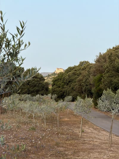 The image depicts a sun-drenched landscape with a clear blue sky. In the foreground, a row of young olive trees with silvery-green foliage is planted in dry, brown earth dotted with small white and blue wildflowers. A paved pathway runs alongside the olive grove, curving towards the right side of the frame. Beyond the olive trees, a dense forest of dark green trees creates a natural backdrop. In the distance, perched on a hill, is a cluster of buildings with terracotta roofs, likely a historic structure or village. The overall impression is one of a rural, Mediterranean setting. The image was captured in the vicinity of Artà, Spain.