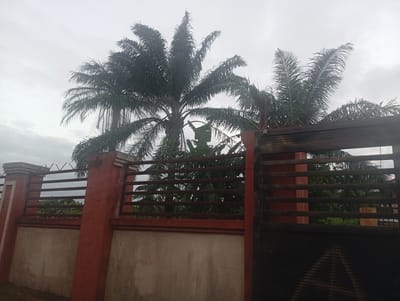 The image shows a property boundary with a red-painted concrete fence and a black metal gate. Behind the fence, several palm trees are visible, their fronds reaching towards a cloudy sky. The environment appears to be overcast. The scene is likely a residential or commercial property in Ekosa, Nigeria, given the presence of palm trees and the style of the fencing. No people are present in the image.