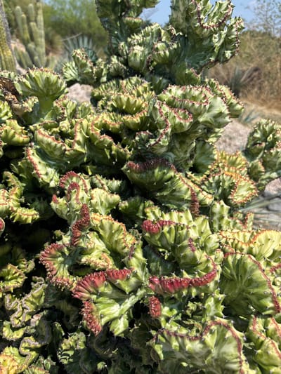 The image shows a close-up of a succulent plant, possibly a crested euphorbia, featuring green and white variegated leaves with red or pinkish edges. The plant is dense and textured, with small thorns along the edges of the leaves. The background includes other desert vegetation and a glimpse of the sky. The location is likely Tehuixtla, Mexico, based on the context.