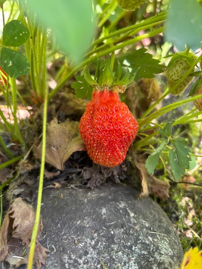 The image shows a close-up of a ripe, red strawberry growing on a plant, with green leaves and stems visible. The strawberry is positioned in the center of the frame, and its surface is covered in small seeds. In the background, there are more green leaves, some dry brown leaves, and an unripe, pale green strawberry. A large, dark gray rock is visible in the lower part of the image. The scene appears to be outdoors, likely in a garden or natural setting, and no specific location in the city of Кордово, Russia, can be identified.