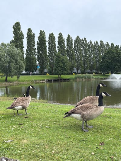 The image depicts a park scene in Son en Breugel, Netherlands, featuring a body of water with a fountain and a row of tall, slender trees lining the far bank. In the foreground, three Canada geese are present on a grassy area. One goose stands on the left side of the frame, facing right. Two other geese are positioned to the right, with one in front of the other, both facing right. The water in the pond is calm and reflects the overcast sky and surrounding trees. A small wooden walkway is visible extending into the pond from the left side of the frame. In the background, there are some buildings and yellow cylindrical objects. The overall atmosphere is serene and natural, characteristic of a park environment.