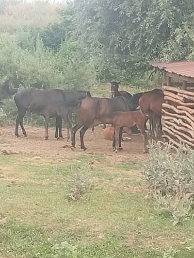 In the city of Tash-Moinok, Kyrgyzstan, a scene unfolds with several horses gathered. The primary subjects are a group of horses, including at least one foal. A larger dark-colored horse stands to the left, with its hindquarters visible. Adjacent to it, a brown horse is partially visible. In the center, a darker horse is standing, and a small, light brown foal is positioned in front of it, appearing to be nursing or interacting closely. Further to the right, a brown horse is seen from behind. The horses are situated on a dirt ground, with dry grass and sparse green vegetation surrounding them. In the background, a dense area of green foliage suggests trees and bushes. To the far right, a rustic wooden structure with a corrugated metal roof is present, constructed from rough-hewn logs. The overall environment appears to be an outdoor, rural setting.