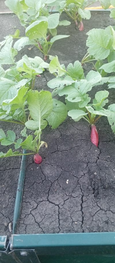 An outdoor, eye-level, full shot shows radishes growing in dark, cracked soil. In the foreground, a metal garden border is visible. The radishes are in various stages of growth, with some showing their red tops emerging from the soil and others having fully grown, vibrant red roots. The leaves of the radish plants are green and appear healthy, though some show signs of minor damage. The soil is dry and has deep cracks, suggesting a lack of moisture. The overall scene depicts a small garden plot. The location is identified as Petukhovo, Russia.