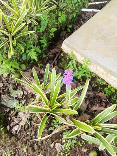 This image displays an outdoor, ground-level scene, presumably within the city of Abbireddygudem, India. A flowering plant, consistent with a Bromeliad species, is prominently featured in the lower-center. This plant possesses a rosette of long, green leaves accented with yellow margins. Emerging from its center is a single stalk, topped with a dense, conical inflorescence composed of numerous small flowers that transition from light pink at the base to light blue towards the apex. To the upper left, another similar variegated plant is partially visible. The ground consists of dark brown soil, interspersed with various small green herbaceous plants, moss, and scattered dry brown leaves. Several dark green, ovoid fruits, approximately avocado-sized, are present on the ground surface. In the upper right quadrant, a light-colored, rectangular concrete or stone structure forms a distinct corner. No human figures or animal life are visible within the frame. The scene is illuminated by natural daylight.