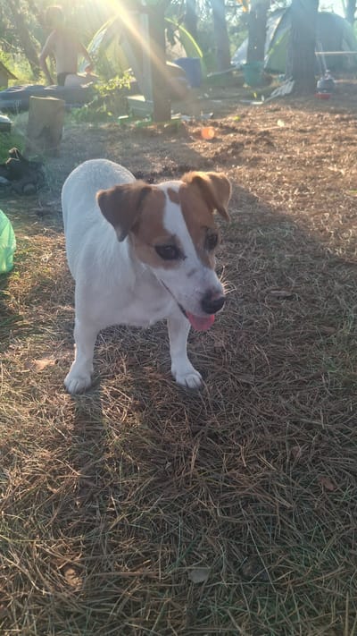 A jack russell terrier stands on a ground covered with dry pine needles. The dog is mostly white with brown markings on its head and ears. Its tongue is sticking out. In the background, out of focus, are several tents and trees, suggesting a campsite. Sunlight beams through the trees from the left side of the image. A person is visible in the far left background, sitting down. The scene appears to be outdoors, in a wooded area, possibly during a camping trip. The location is identified as Navasverzhanski Sel'ski Savet, Belarus.