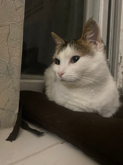A medium shot shows a white cat with brown markings on its head and ears, sitting on a dark brown cushion. The cat is looking to the left, with its body partially visible. Its fur is fluffy and white, with some brown patches on its ears and head. The cat's eyes are a warm amber color, and its nose is pink. It is resting on a cushion that appears to be placed on a windowsill. To the left of the cat, a textured wall is visible, and beyond that, a dark window. To the right of the cat, a blurred vertical element, possibly a curtain or blinds, is visible. The lighting is dim, suggesting it is nighttime or indoors with low light.