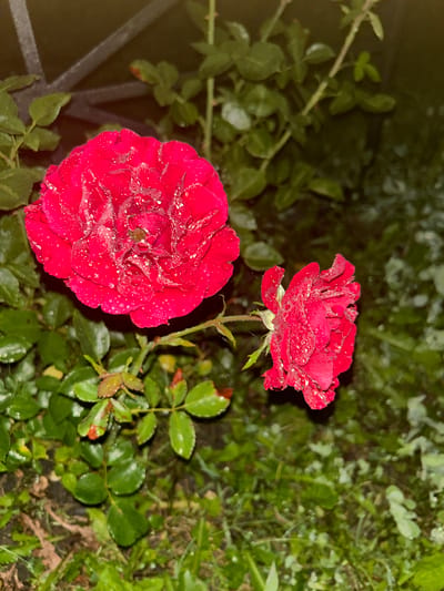 The image shows two red roses, one larger and more prominent than the other, with water droplets scattered across their petals. They are surrounded by green foliage and grass. In the upper left corner, a dark, metallic structure, possibly a fence or railing, is partially visible against a blurred, dark background. The lighting suggests it is either dusk or nighttime. The scene is located in Staryy Otrada, Russia.
