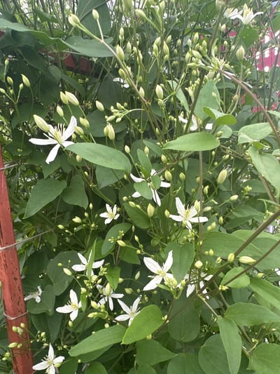 The image shows a close-up of a clematis vine with numerous white flowers and many unopened buds. The vine is dense and green, with some of the flowers in full bloom and others still tightly closed. The foreground features a weathered reddish-brown wooden post on the left side, tied with twine. The background is a blur of green foliage and hints of a pink and white striped surface, possibly a fence or wall. The overall impression is one of abundant natural growth. There are no people or animals visible in the image. The scene depicts an outdoor setting, likely a garden or yard, in Kaltan, Russia.