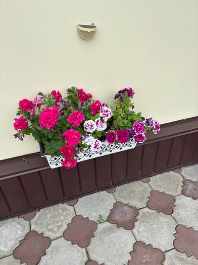 A wall-mounted planter box brimming with vibrant pink and purple petunias is positioned above a dark brown horizontal molding. The planter box itself is white with an ornate, laser-cut design. Below the molding, a pathway paved with patterned concrete tiles in shades of gray and reddish-brown is visible. A small, white, outdoor light fixture is mounted on the cream-colored wall above the planter. The scene appears to be an exterior shot, likely in a residential or public area.