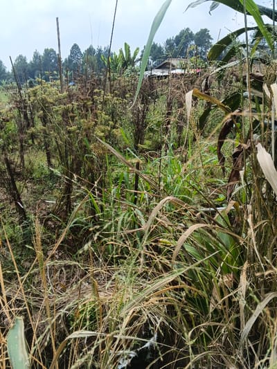 A static, eye-level photograph taken in Mong Pun Teing, Myanmar, captures an outdoor scene dominated by dense, mixed vegetation. The immediate foreground is filled with various types of grasses and broad-leaf plants, presenting a mix of dry, light-brown, and green foliage, some bearing visible seed heads. In the midground, a field of uniformly tall, dried-out plants with distinctive umbrella-shaped or clustered seed heads is prominent. Beyond this field, greener trees, including identifiable banana plants, are visible. In the background, a light-colored structure with a dark roof is partially discernable amidst a distant line of evergreen trees. The sky above is overcast. No human subjects, animals, or observable actions/interactions are present within the frame.