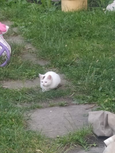The media file captures an outdoor scene with a small, white kitten as the central subject. The kitten is sitting on green grass, looking up towards the camera with wide, blue eyes. Its fur appears slightly disheveled, and it has light pink ears and a pinkish tinge on its nose.
The background consists of more green grass, a concrete pathway, and some scattered objects. To the left of the kitten, a portion of a yellow object is visible, possibly a bucket or container. In the lower part of the image, a purple and white object, resembling a toy or part of a stroller, is also present. Further in the background, a large, light-colored cloth or tarp is draped over something, with a dark shadow underneath.
The lighting suggests it might be daytime, possibly late afternoon given the shadows. The overall setting appears to be a garden or backyard area, common in a residential location. There are no visible people or any text in the image. The image is slightly tilted, giving a dynamic perspective of the scene. The focus is clearly on the kitten, which appears alert and curious. The environment is natural and somewhat unkempt, with grass and a pathway being the dominant elements of the ground.
