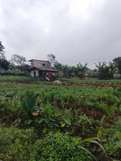 The scene is set in Nipa, Papua New Guinea, depicting a rural agricultural area under an overcast sky. In the mid-ground, a small, two-story house or shack stands as the central subject. The lower section of the house features light-colored walls and a brown roof, with laundry, including red and white fabrics, hanging on a line or railing near the entrance. The upper section appears to be an unfinished concrete structure.
The foreground and mid-ground are filled with a vibrant, cultivated field displaying a variety of green crops. Prominent in the lower left are large, dark green leaves resembling taro plants. Rows of smaller, lighter green plants, possibly young carrots, green onions, or similar leafy vegetables, extend across the field. Other dense, leafy green plants, potentially cabbage or related Brassicas, are also visible. The dark soil between the plant rows suggests recent cultivation. A light-colored object, possibly a piece of fabric or plastic, rests on the ground near the house.
Behind the house and extending to the right are several tall banana trees, contributing to the lush, tropical feel of the environment. In the distance, among the banana trees, indistinct red and white shapes can be seen, possibly decorations or flags, suggesting a distant settlement or activity. The sky is completely covered with a uniform layer of gray clouds, indicating an overcast day with soft, diffused lighting. There are no people visible in the image, and no discernible text. The overall atmosphere is quiet and functional, characteristic of a working farm or small rural homestead.