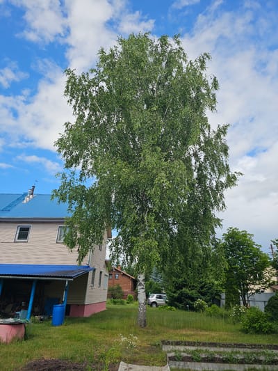 In Меткомелино, Russia, a tall birch tree with lush green foliage dominates the center of the frame under a partly cloudy blue sky. To the left, a two-story house with a light-colored siding and a corrugated blue roof is visible. The house has two windows on the upper floor, each with a decorative metal grate. The lower floor features an attached covered porch with a blue corrugated roof supported by pillars. A bright blue barrel sits near the porch. A silver SUV is parked in the grassy yard to the right of the house. Further in the background, a small log cabin is nestled among trees. The foreground displays a patch of dry grass and a concrete planter box containing young green plants. The overall scene depicts a residential area with a mix of structures and vegetation.