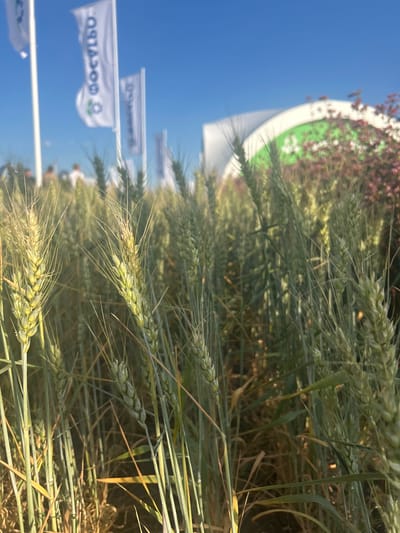 The image depicts a close-up view of wheat stalks in a field under a clear blue sky. In the background, several white flags with text and logos are visible, along with a large, curved structure that appears to be a building or tent with green and white branding. A few indistinct figures of people are visible in the distance, and some blurred reddish foliage is present. The focus is on the wheat, with some stalks in sharp focus and others blurred. The scene appears to be an outdoor agricultural event or exhibition, potentially in Prutskoy, Russia, given the context provided.