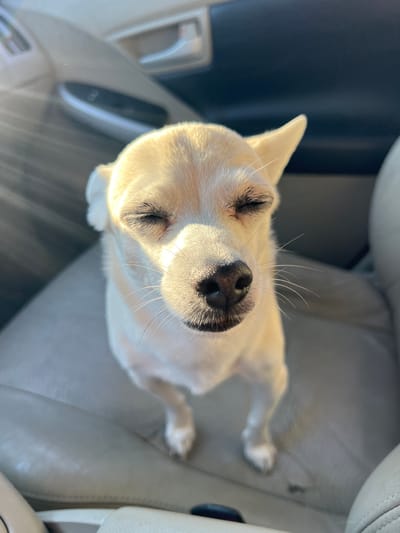 A small, light-colored dog with its eyes closed is resting on a light-colored leather car seat. The dog's head is angled slightly upward, and sunlight is illuminating its face, highlighting its nose, whiskers, and eyelids. The background shows the interior of a car, with a dark blue section of what appears to be the door or dashboard on the left and a lighter gray seat on the right. The overall scene suggests a peaceful moment, possibly during a car ride, with the dog appearing relaxed and content. The time of day is likely daytime due to the strong sunlight. There is no visible text in the image.