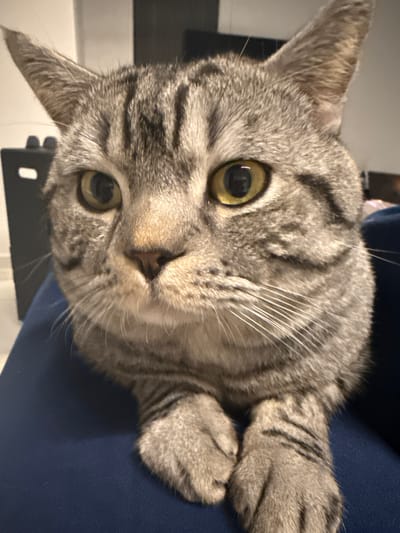 A domestic shorthair cat with a prominent tabby pattern of grey and dark stripes is depicted in a close-up, head-on view. The cat possesses large, round amber-yellow eyes with dilated pupils, a pinkish-brown nose, and numerous white whiskers protruding from its muzzle. Its front paws are visible at the bottom of the frame, appearing to be tucked or crossed, resting on a dark blue fabric surface, possibly a blanket or cushion. The background is out of focus, revealing dimly lit interior elements, including a dark, rectangular object on the left. The scene is located in Latsia, Cyprus.