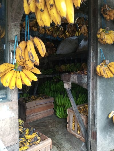 The scene depicts the interior of a banana market stall or storage facility in Ambakirano, Madagascar. Numerous clusters of ripe yellow bananas, many exhibiting dark spots, hang from the ceiling or overhead wooden beams by blue ropes or strings. Several additional bunches of yellow bananas are visible on the right, also suspended by blue cords against a grey wall. On the left, more yellow bananas are suspended near a wooden and glass window frame.
The floor is a light grey concrete or similar hard surface, appearing somewhat damp or stained. On the floor and low shelves, large quantities of green, unripe bananas are stacked directly or within wooden crates. Several open wooden crates are distributed across the foreground and mid-ground, containing both ripe and overripe yellow bananas, some within cardboard boxes. In the background, on a higher wooden shelf, two large, light-colored sacks are visible, partially obscured by hanging bananas. The structural elements of the space consist of aged wooden beams and vertical supports. No individuals are present within the frame.
