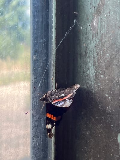 A dead butterfly, identified as a Red Admiral (Vanessa atalanta), is positioned on the exterior surface of a window frame in Lanžhot, Czechia. The butterfly's wings are partially open, revealing its distinctive black, red, and white markings. A thin, purple thread-like object extends from the butterfly's body, possibly a proboscis or a part of its digestive system. The window frame is made of dark metal, exhibiting signs of wear and tear, including scratches and a greenish patina. A faint spiderweb is visible in the upper right portion of the frame. To the left of the frame is a window pane, through which blurry green foliage and a light-colored outdoor surface are visible, suggesting an exterior view. The overall scene appears to be an urban or suburban environment.