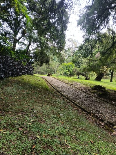 The image displays an outdoor park or garden setting within the city of Tây Ninh, Vietnam. A cobblestone path, constructed from irregularly shaped dark grey or brown stones, diagonally traverses the scene from the lower center-right foreground into the distant background, exhibiting a slight curve to the right before exiting the frame. The path features defined, raised dark borders. To the immediate left of the path, the terrain slopes upward, covered in dense green groundcover interspersed with scattered brown leaves. Further up this incline on the left, a substantial, dark green hedge or shrub mass is visible.
The mid-ground and background are extensively vegetated with numerous trees, characterized by varying shades of green foliage. Many tree branches, particularly in the upper portion of the frame, are heavily covered with moss or epiphytic growth. Above, a light grey, overcast sky is visible through gaps in the dense tree canopy, providing diffused natural light across the scene, with some areas of dappled light on the grass. In the mid-ground, a low-profile, dark, rectangular stone structure or foundation is positioned to the left of the path. A single human figure, appearing as a small, indistinct dark silhouette, is observed walking away from the viewer in the mid-ground, situated to the right of the path amidst the grassy area and trees. No specific interactions are discernible.