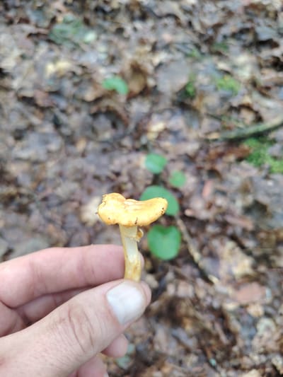 A close-up shot shows a person's hand holding a small, bright yellow mushroom. The mushroom has a slightly irregular cap and a slender stem. The background is a forest floor covered in fallen leaves and some small green plants. The lighting is soft, suggesting an overcast day or shaded area within the forest. The environment appears natural and undeveloped. There is no indication of urban infrastructure or specific landmarks to pinpoint a location within Цярухскі сельскі Савет, Belarus.