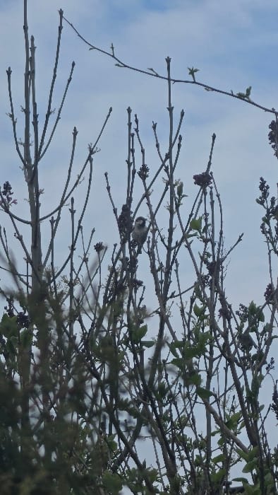 An upward-angled photograph, taken in Magny-les-Hameaux, France, depicts a small passerine bird perched on a branch amidst developing foliage. The bird is positioned slightly right of the frame's vertical center, oriented left, displaying a light ventral side and darker dorsal plumage with distinct facial markings. Surrounding the bird and filling the frame are numerous bare and budding branches, characteristic of early spring. Multiple nascent green leaves and clusters of dark, purplish-brown flower buds are visible on the branches. The sky, appearing light blue with scattered white clouds, forms the background, partially obscured by the intricate network of branches and the denser foliage in the lower portion of the image. The bird remains stationary on the branch.