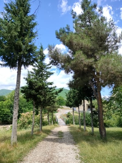 This media file depicts a scenic outdoor path lined with various trees. The path is made of gravel and is bordered by tall grasses. In the foreground, a large tree with a textured trunk stands on the left, while several other trees, including pine and cypress varieties, are scattered throughout the scene. In the background, a small bridge with a green railing spans across a waterway or ditch. Beyond the bridge, a building with a light-colored facade and dark windows is visible. The landscape is lush and green, with rolling hills covered in vegetation in the distance. The sky is a vibrant blue with scattered white clouds, suggesting a pleasant day. The time of day appears to be daytime, likely late morning or afternoon, given the lighting. The overall mood is serene and natural, evoking a sense of peace and tranquility. There is no visible text in the image. The location context provided is Madzhalis, Russia.
