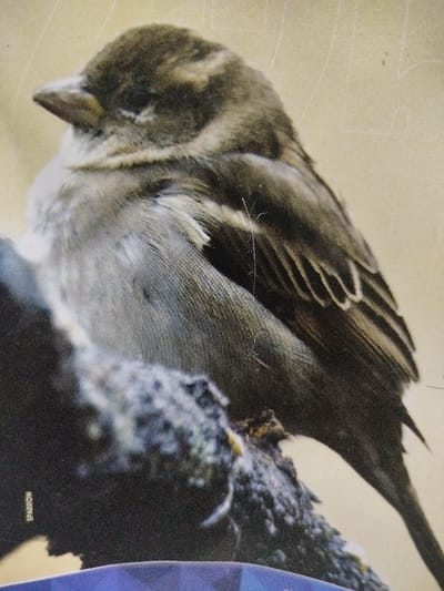 A sparrow perches on a dark, textured branch. The bird's plumage exhibits a mix of brown and gray shades, with darker streaks visible on its back and wings. Its head is rounded, and its eye is not clearly visible. The sparrow's beak appears stout and conical. The background features a light, neutral tone. "SPARROW" is printed in small font, vertically, on the lower left edge of the image. A blue shape is partly visible below the branch.