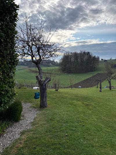 The image presents a landscape in Brežice, Slovenia, featuring a foreground hedge transitioning into a gravel path bordered by green grass. A bare tree with a green object hanging from its branch is centrally positioned. The backdrop includes a rolling green landscape with a wooded area and a trellised vineyard. The sky, visible above the tree, displays a mix of blue and cloudy formations. No people are visible in the scene.