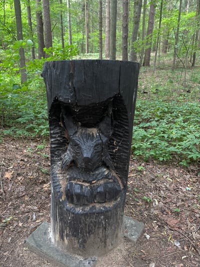 A close-up, eye-level, full shot captures a carved wooden sculpture of a wolf's head emerging from a dark, charred tree stump. The sculpture is positioned outdoors in a forest environment, likely in Talkowszczyzna, Poland. The wolf's head, intricately carved with a snout, eyes, and ears, is the focal point. The tree stump is rough and textured, with visible grain and some areas of lighter wood showing through the charring. The base of the stump rests on a flat, grey concrete slab, which is partially covered in dirt and debris. The surrounding environment consists of a forest floor covered in dry leaves, pine needles, and small pine cones. Green undergrowth, consisting of low-lying plants and small bushes, is visible throughout the forest floor. In the background, tall, slender trees with green foliage create a dense forest canopy. The lighting suggests it is daytime, with diffused light filtering through the trees, creating a natural, somewhat muted illumination of the scene. There are no people visible in the image.